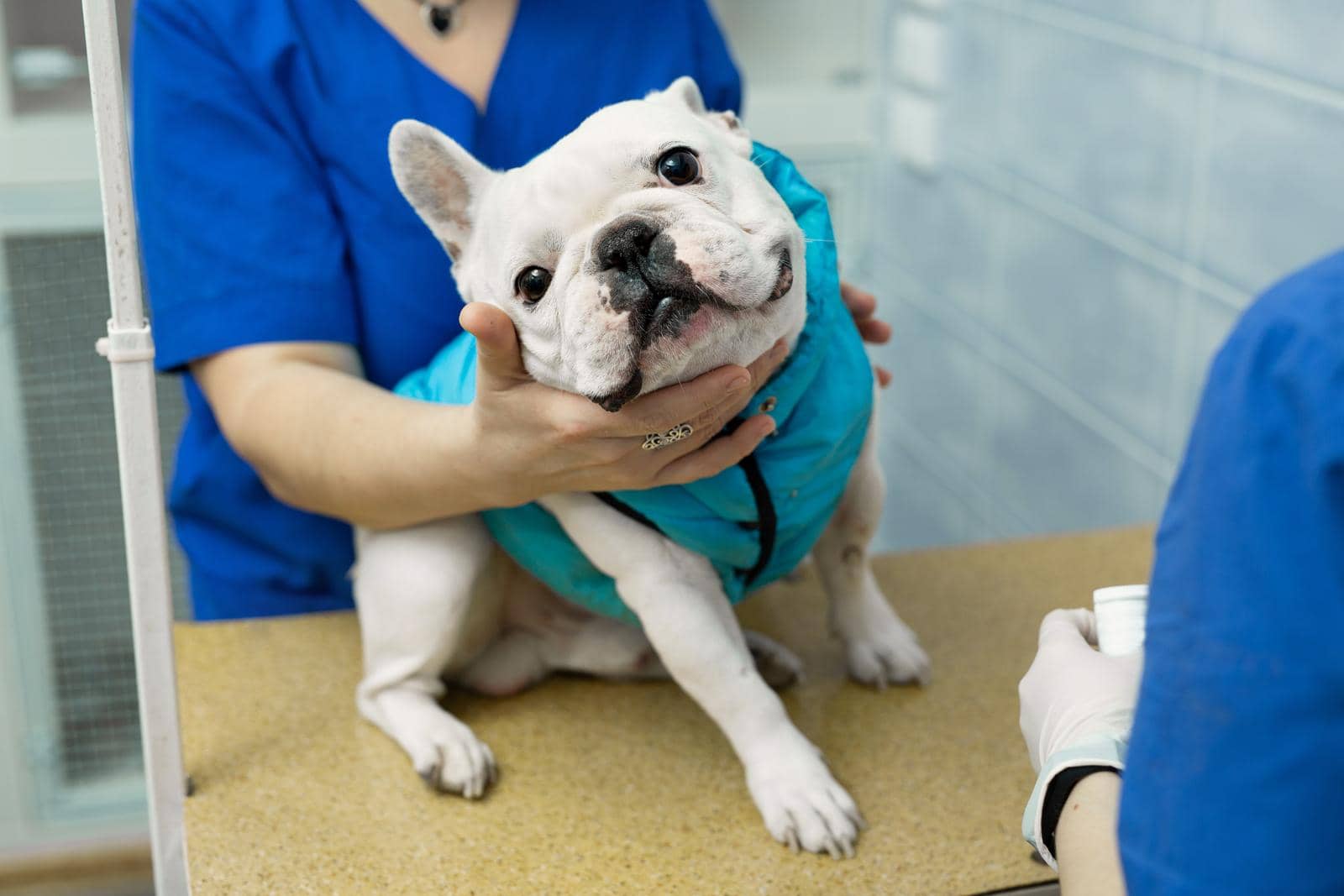 Veterinary Hospitals and Zoos