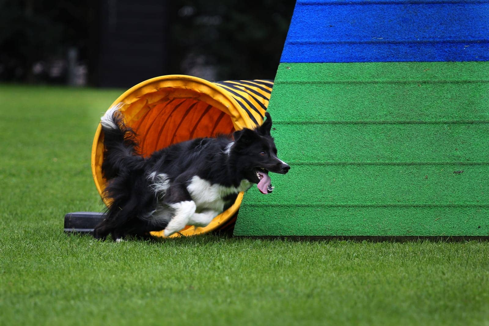 Canine Training Facilities