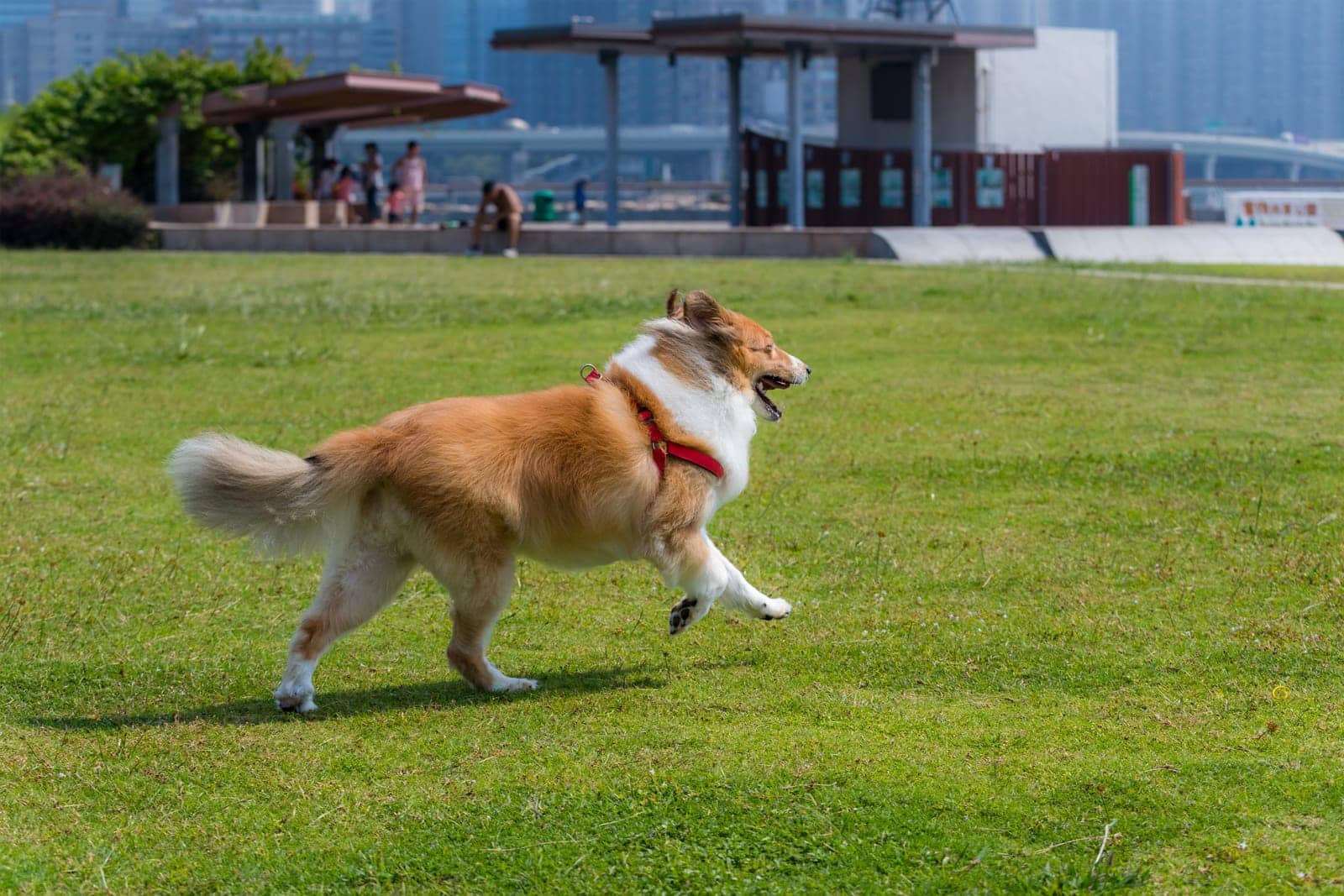 Exterior Dog Run (Outdoor) Urine Removal