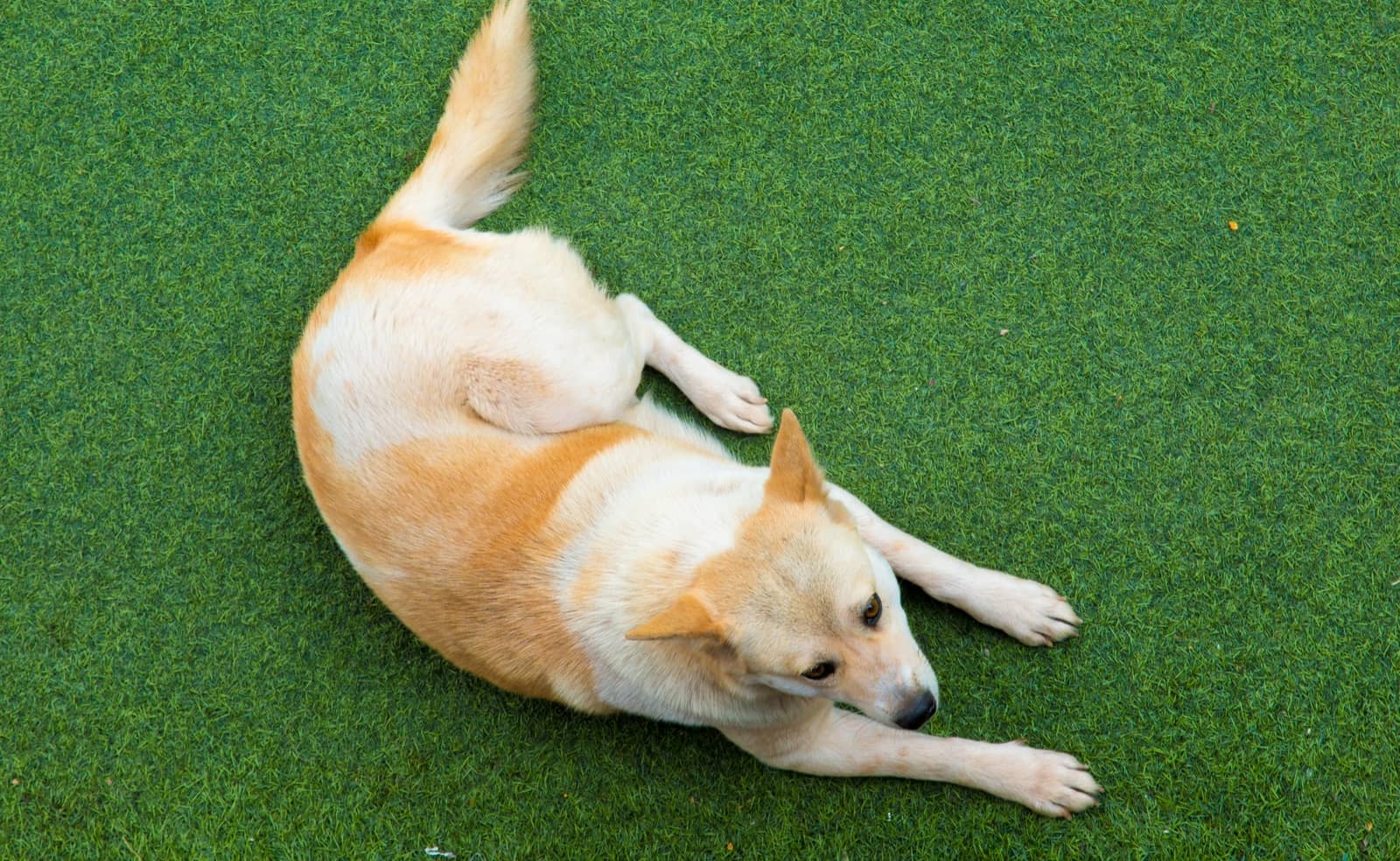 Synthetic Turf Care Products