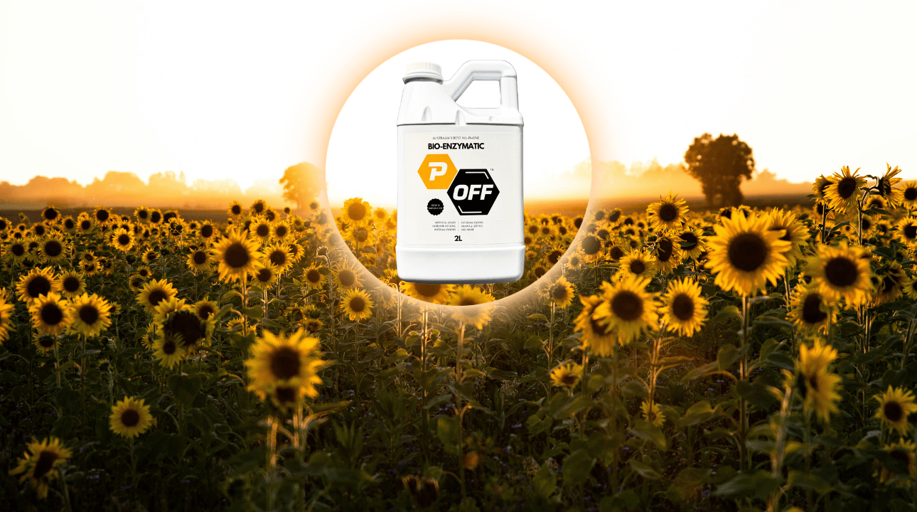 P-Off Dog & Cat Urine Enzymatic Cleaner