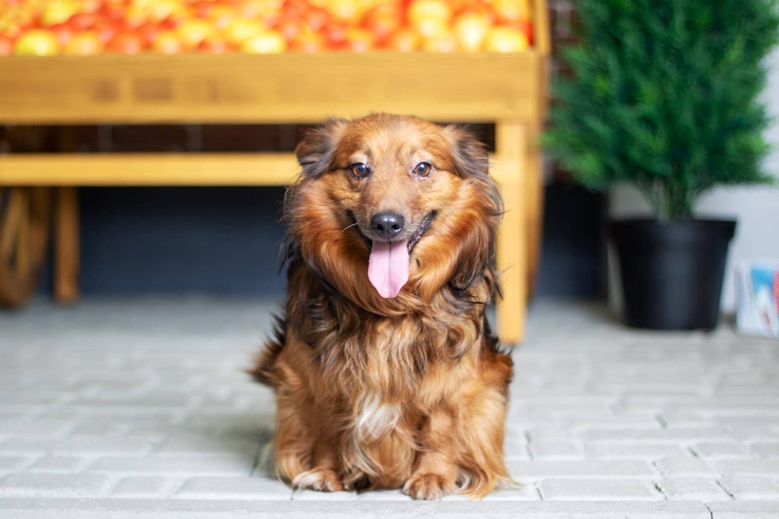 Dog sitting on the patio