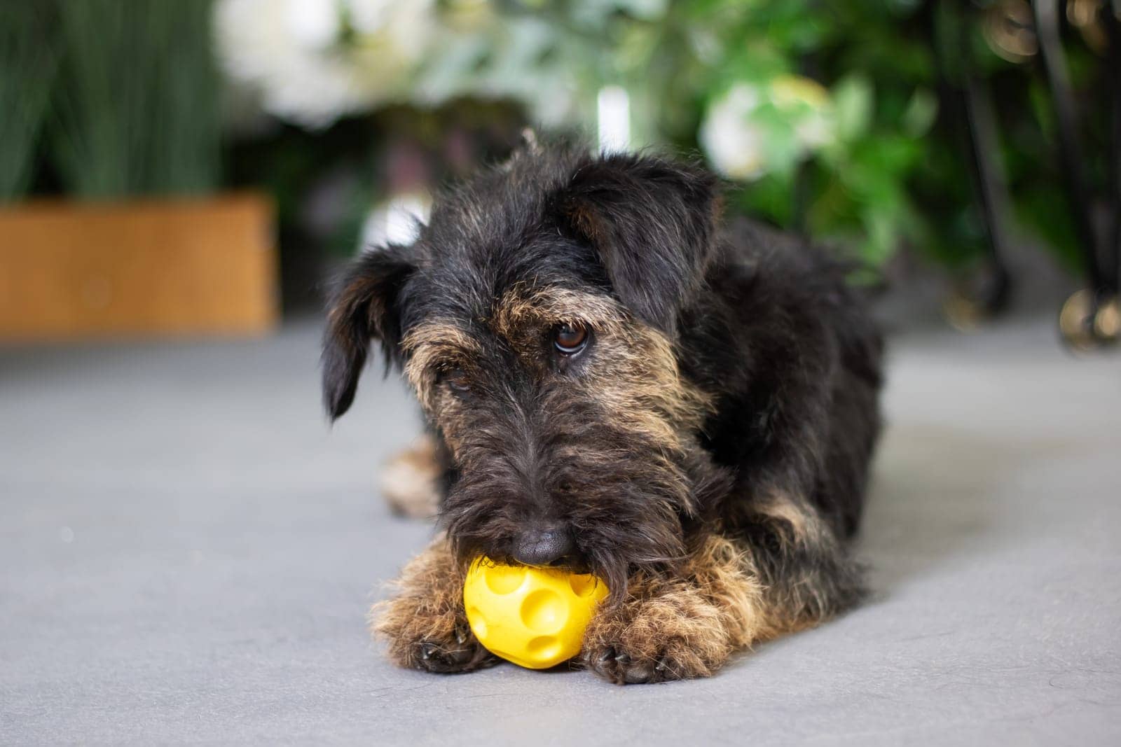 house dog chewing ball at home